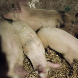 vind purcei și șoldani marele alb de la 15 kg la 80 kg 20 bucati  - imagine 2