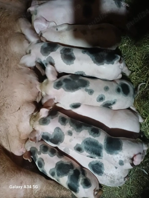 vand scroafa la prima fatare