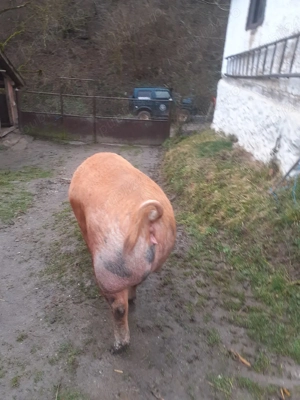 De vânzare  - imagine 3