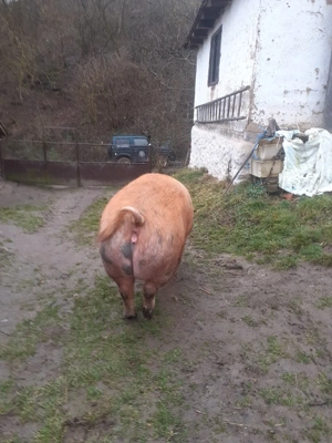 De vânzare  - imagine 4