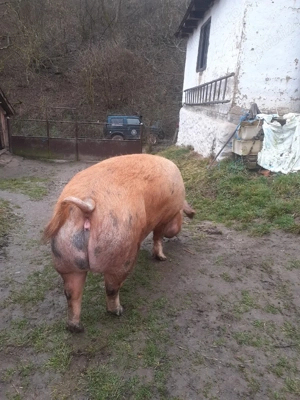 De vânzare  - imagine 5