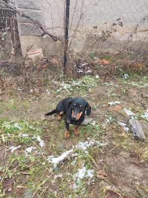 vand teckel, tekel  - imagine 3