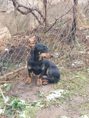 vand teckel, tekel  - imagine 2