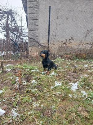 vand teckel, tekel  - imagine 4