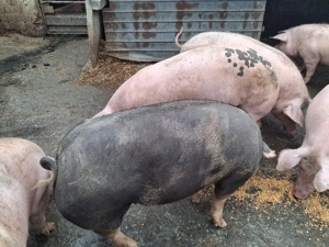 vând porci între 140-160kg - imagine 5