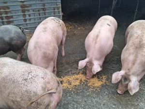 vând porci între 140-160kg - imagine 2
