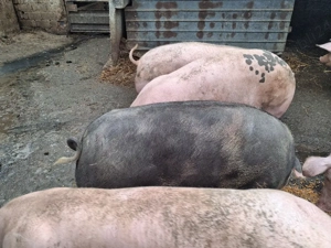 vând porci între 140-160kg - imagine 3