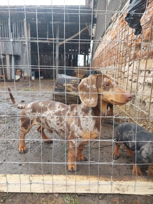 mascul teckel - imagine 3