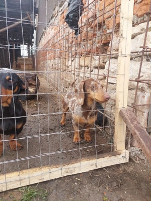 mascul teckel - imagine 2