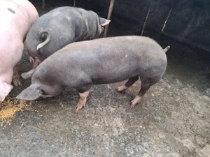 purcele gestante între 140-150 - imagine 3