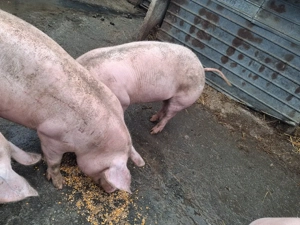 purcele gestante între 140-150