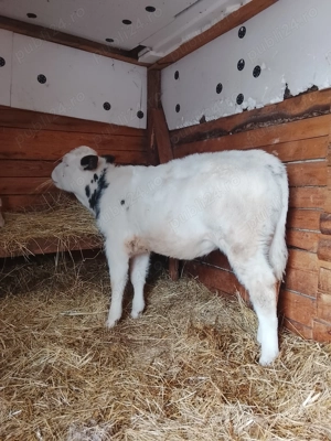 Vând o vitea belga de 3 luni  - imagine 5