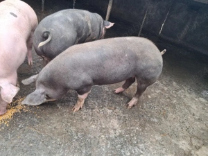 purcele gestante între 140-150 - imagine 2