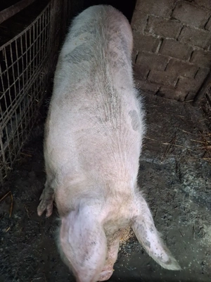 vând scroafa pentru tăiere 