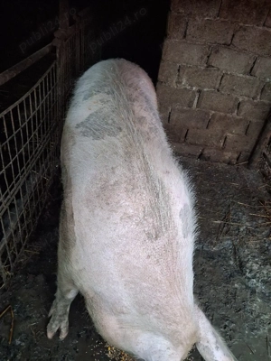 vând scroafa pentru tăiere  - imagine 2