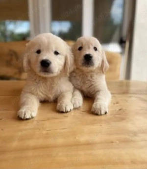 Golden Retriever cu pedigree 