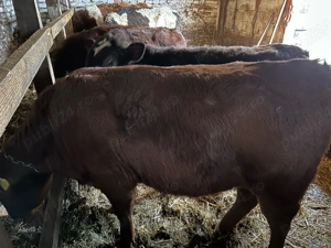 2 taurasi si o vitica metis angus  - imagine 3