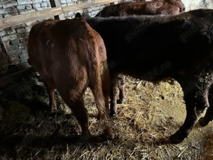 2 taurasi si o vitica metis angus 