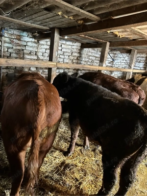 2 taurasi si o vitica metis angus  - imagine 5