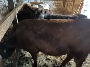 2 taurasi si o vitica metis angus  - imagine 2