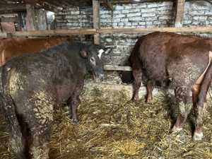 2 taurasi si o vitica metis angus  - imagine 4