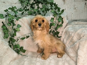 Vand Cavapoo f1 rosu - imagine 2