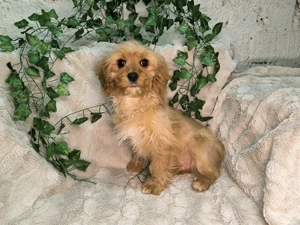 Vand Cavapoo f1 rosu - imagine 4