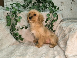 Vand Cavapoo f1 rosu - imagine 3