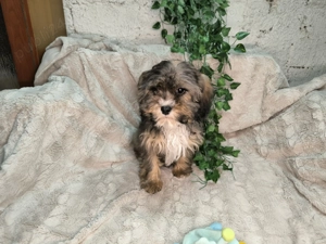 Vand baietel Cavapoo phantom - imagine 3