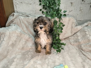 Vand baietel Cavapoo phantom - imagine 4