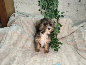 Vand baietel Cavapoo phantom - imagine 5