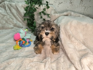 Vand baietel Cavapoo phantom - imagine 2