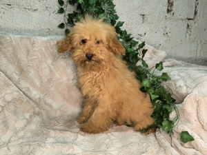 Vand baietel Pudel pitic apricot - imagine 2