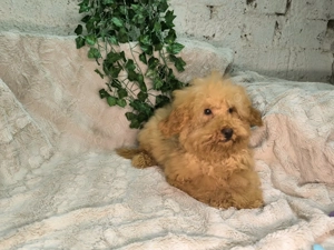 Vand baietel Pudel pitic apricot