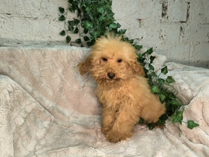 Vand baietel Pudel pitic apricot - imagine 3