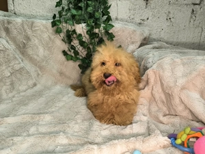 Vand baietel Pudel pitic apricot - imagine 5