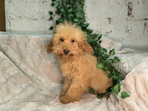 Vand baietel Pudel pitic apricot - imagine 4