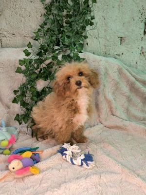Vand baietel Maltipoo mini  - imagine 4