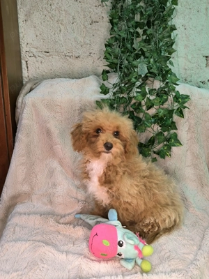 Vand baietel Maltipoo mini  - imagine 5