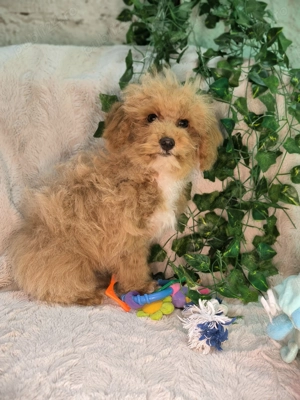 Vand baietel Maltipoo mini 
