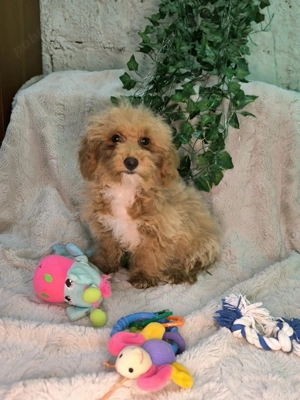 Vand baietel Maltipoo mini  - imagine 2