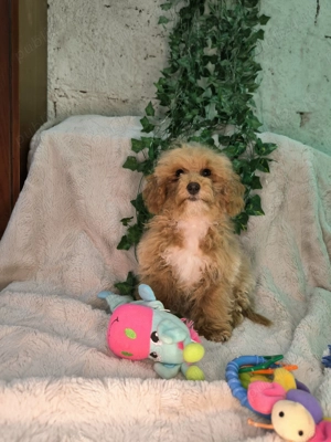 Vand baietel Maltipoo mini  - imagine 3