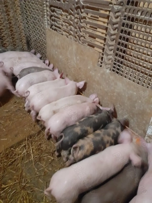 Vind purcei rasa de carne Marele alb cu Pietrean 