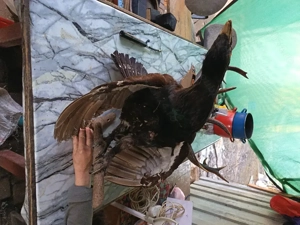 Vand coarne de cerb carpatin și cocoș de munte 