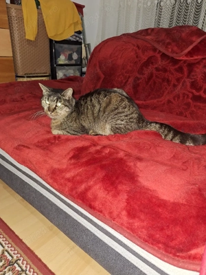 Adoptie pisica foarte cuminte 