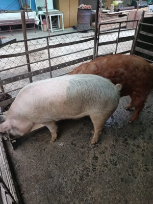 Vând porci grași  - imagine 4