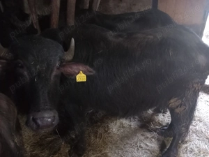 Bivol vanazare - imagine 2