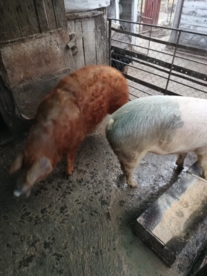 Vând porci grași  - imagine 2
