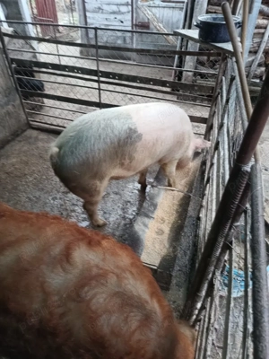 Vând porci grași  - imagine 3