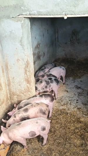 vand purcei - imagine 2